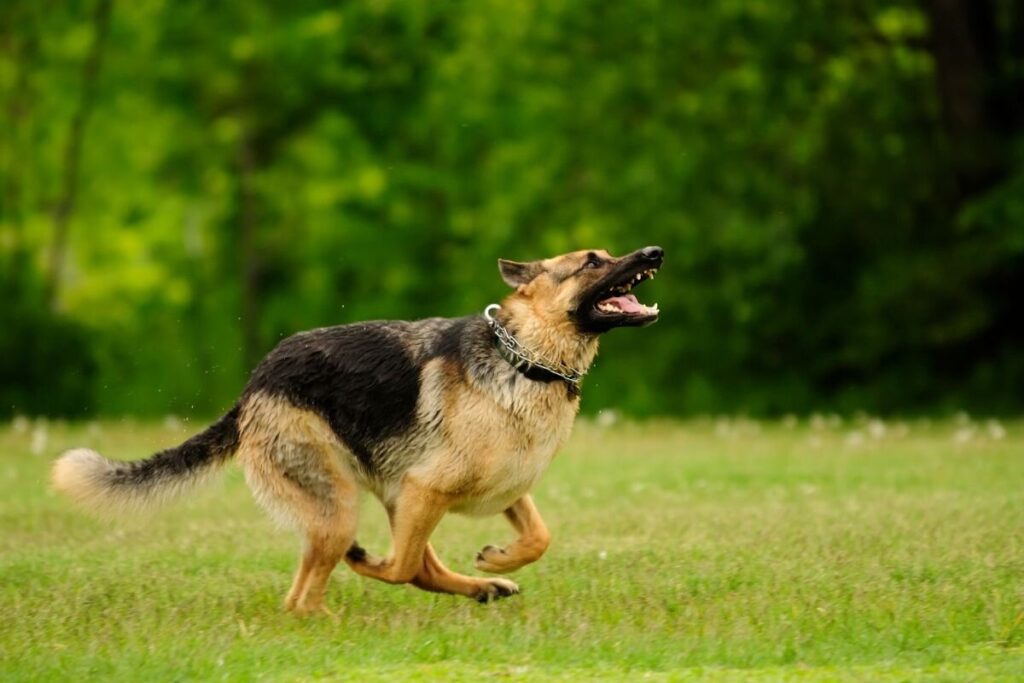 10 Dog Breeds Prone to Severe Anxiety