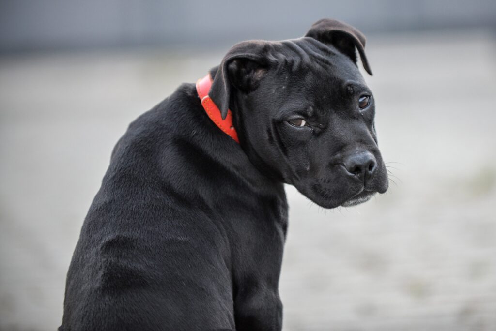 5 Dog Breeds That Are Mistakenly Considered Aggressive