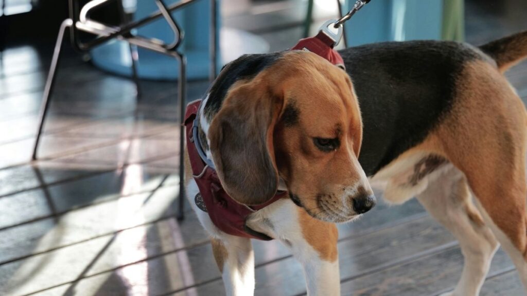 5 Types of People Who Shouldn’t Be a Hound