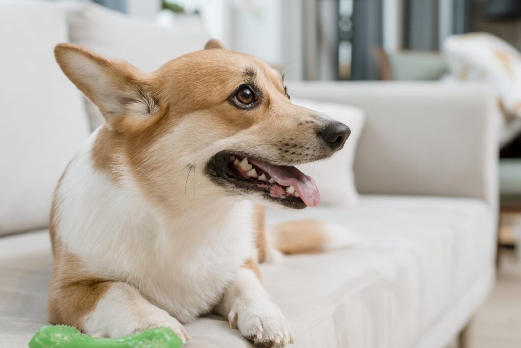 5 mistakes owners make that make dogs lose trust