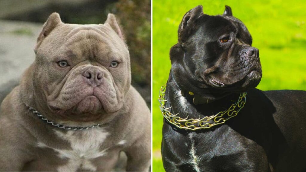 8 fighting dog breeds with strong protective qualities