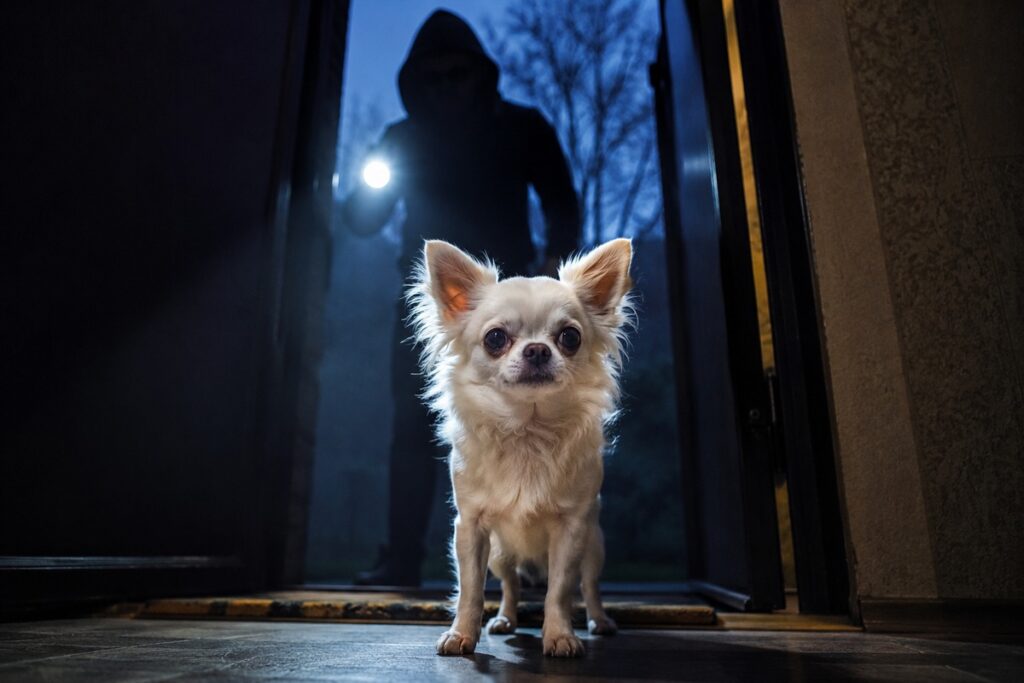 Can a Chihuahua be a guard dog?
