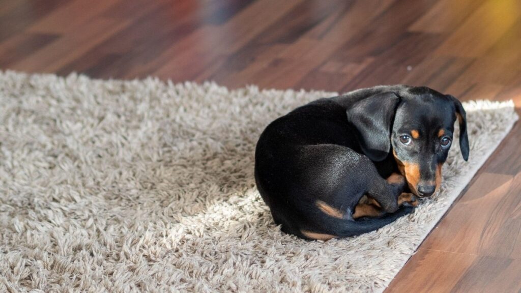 Can a dog be offended and what does this behavior actually mean?