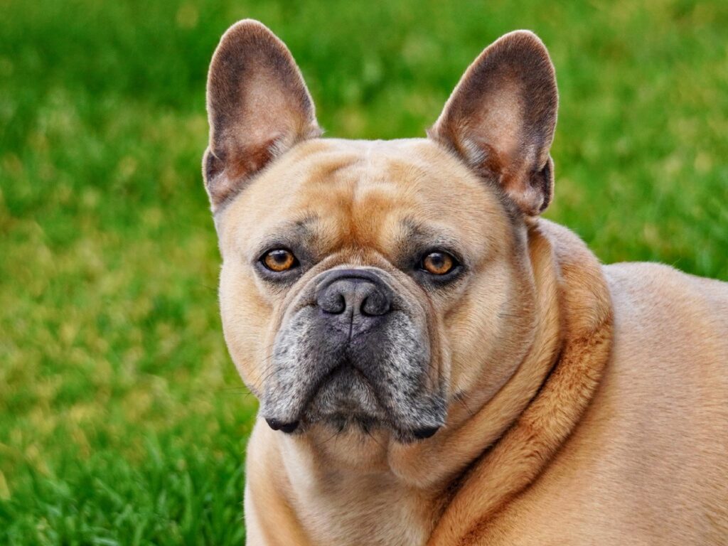 Dog Breeds That Bark Almost Never in an Apartment