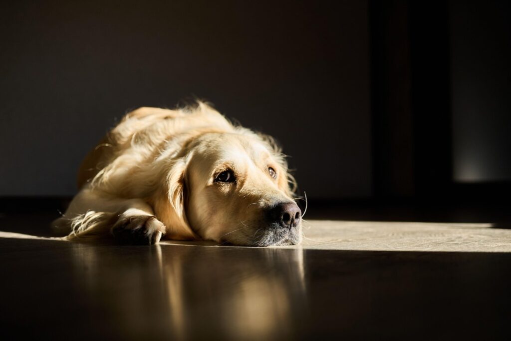Dog’s Stomach Pain: Causes and Signs