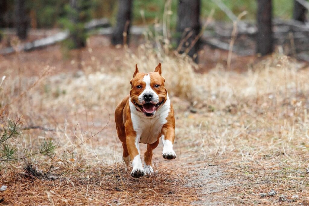 Dog Walking Mistakes That Can Harm Your Pet