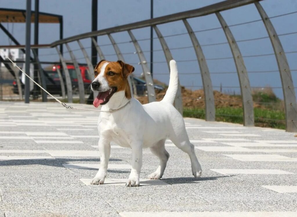 How a Jack Russell Terrier Turns an Ordinary Person’s Life into a Comedy Show