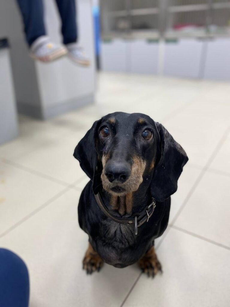 Modern methods of treating discopathy in dachshunds