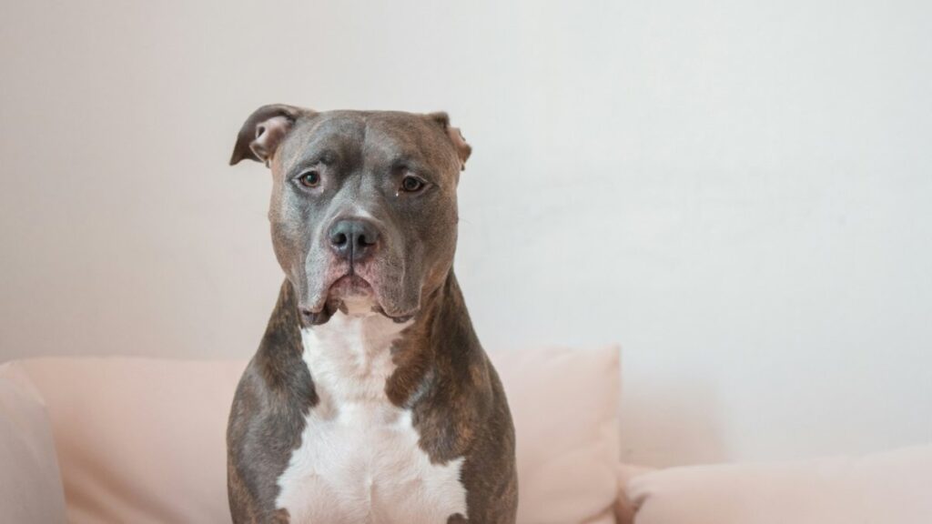 Pitbull in the house: who will have difficulty with this breed?