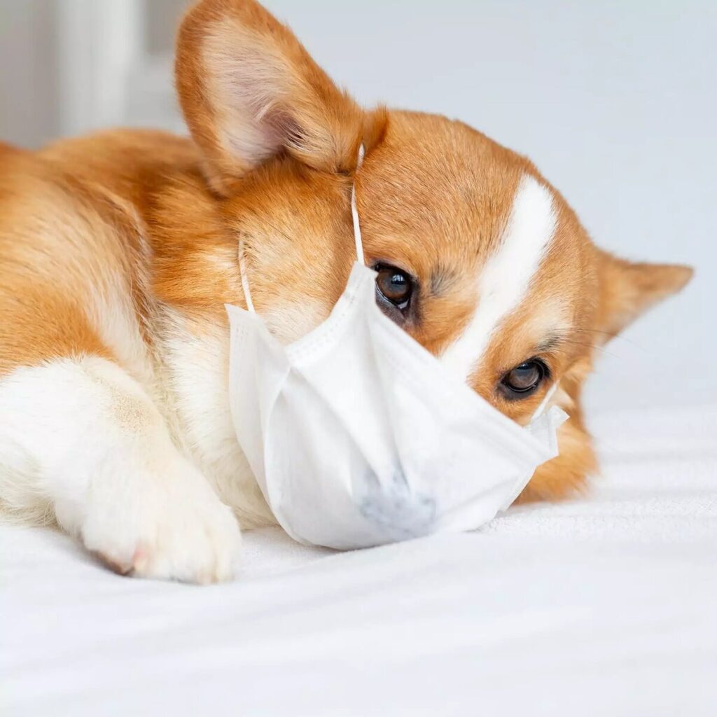 Pneumothorax in Dogs: When Every Breath Becomes a Trial