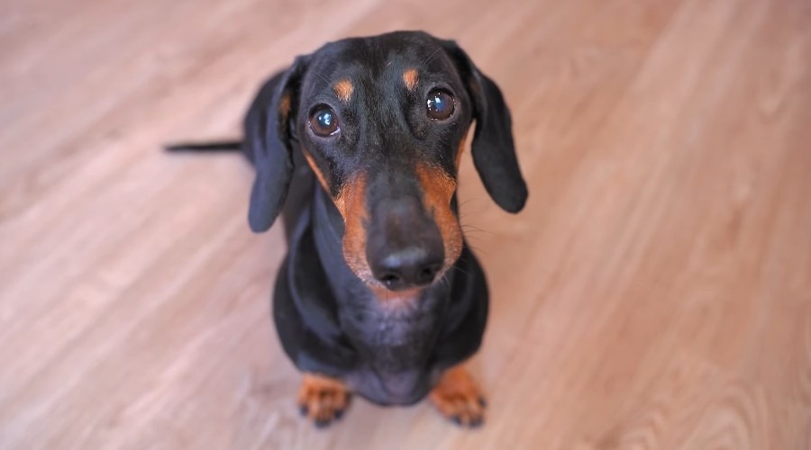 Pranks dachshund did – Never a dull moment