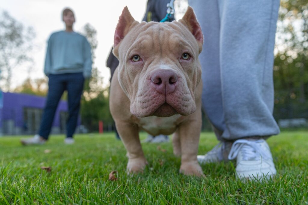 Proper Dog Walking: 10 Questions for a Dog Trainer