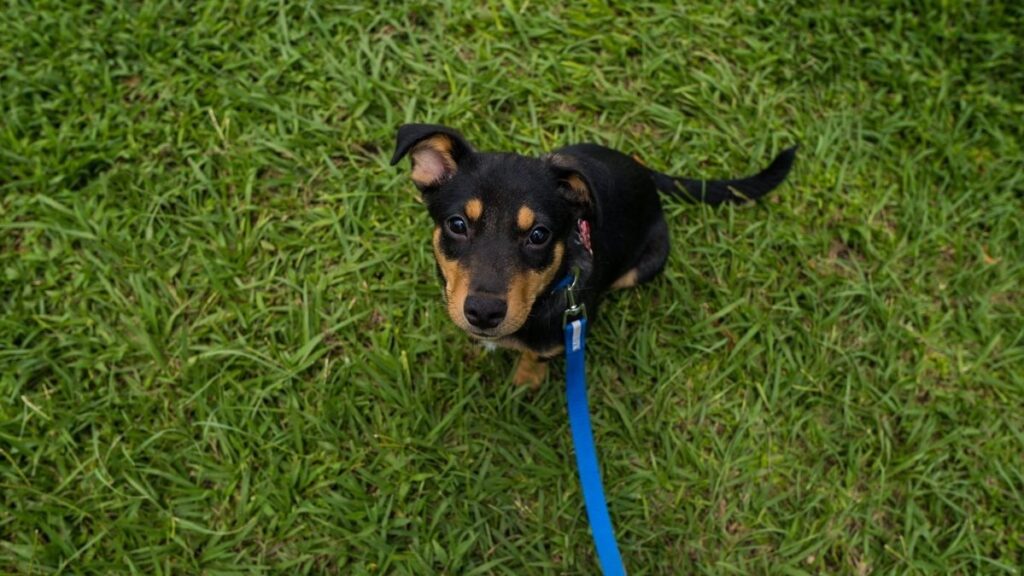 Puppy Chewing on Everything – Teeth Change and Anxiety