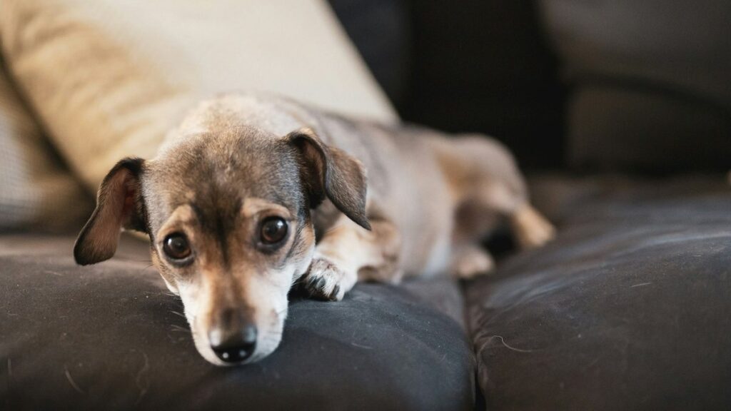 Pyometra in Dogs: Causes, Symptoms, and Treatment