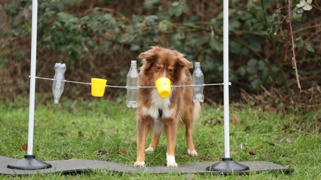 Smart Workout for Your Pet: Why Does a Dog Need Intellectual Challenges?
