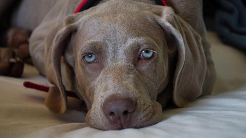 Top 5 Most Beautiful Dogs with Blue Eyes