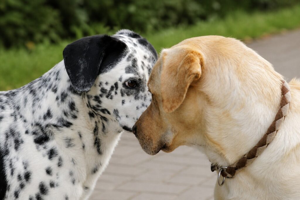 Instinct or Emotion: What Dogs Feel During Mating