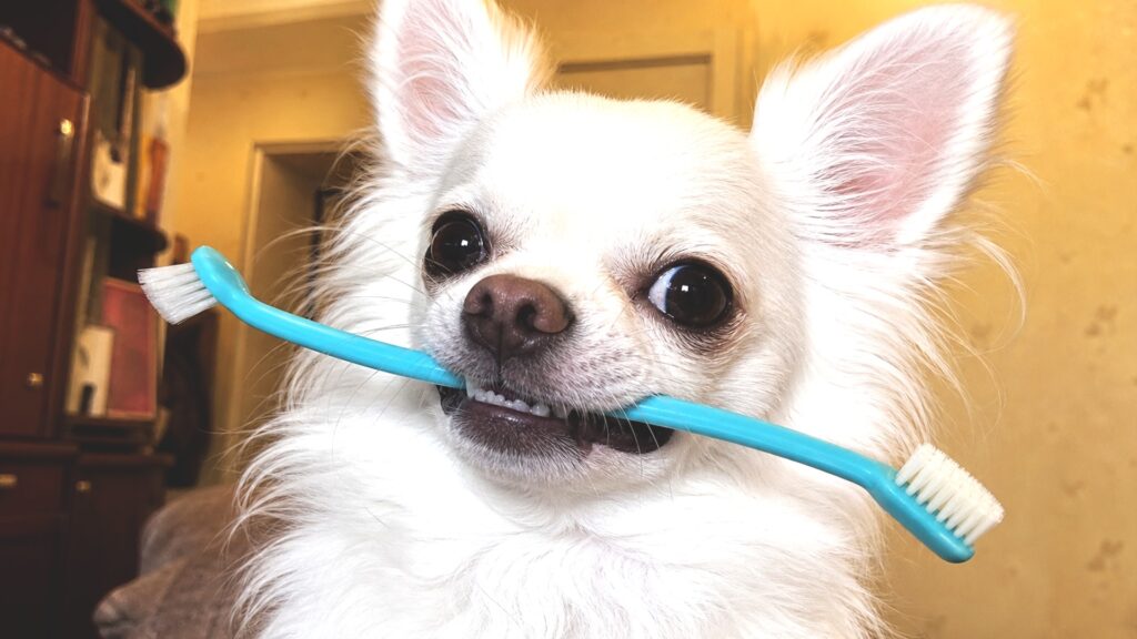 Why do small dogs teeth decay so quickly and what to do before going to the vet?
