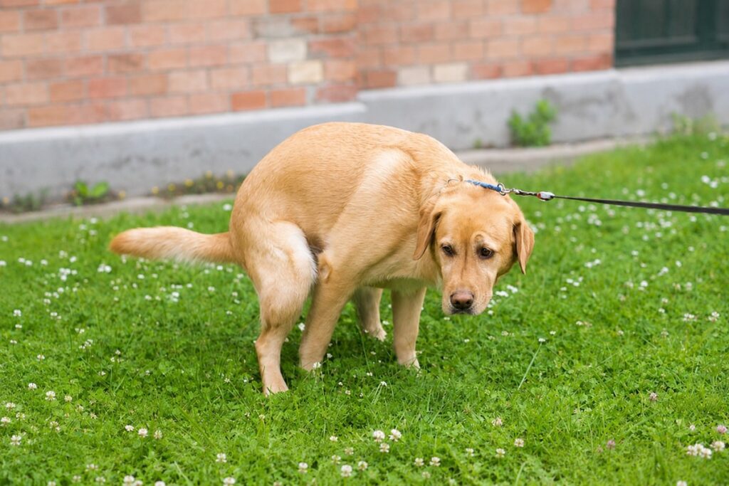 Why does a dog have loose stools? 7 reasons, from food to hidden illnesses