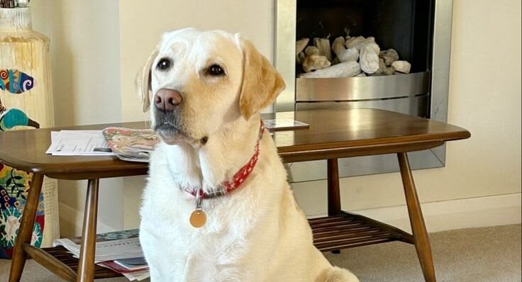 Why dogs can predict seizures in people