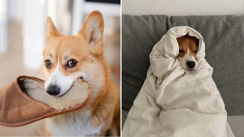 20 Weird Habits Our Dogs Have That We Love Them For